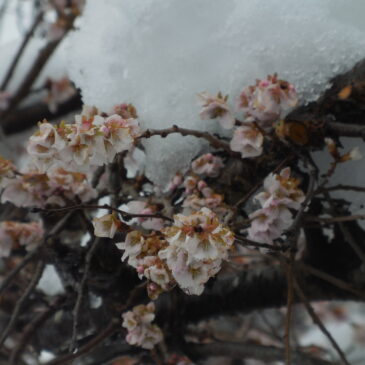 2026年あけましておめでとうございます